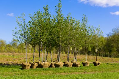 Dogwood Tree Planting in Honolulu, HI