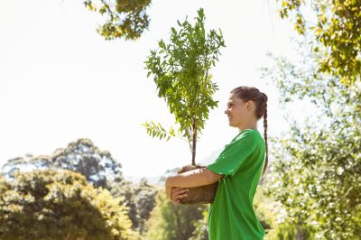 Japanese Maple Planting in Ventura County, CA